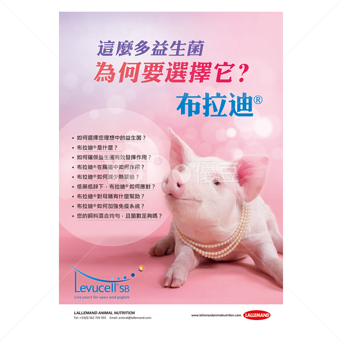 A4手冊設計-布拉迪