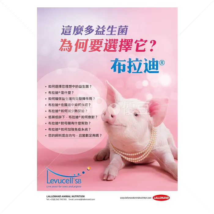 A4手冊設計-布拉迪